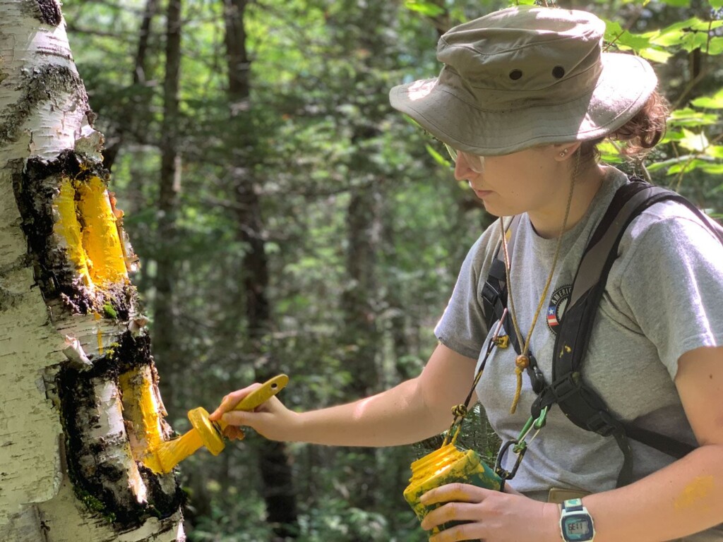 NCCC-member-paints-a-boundary-blaze