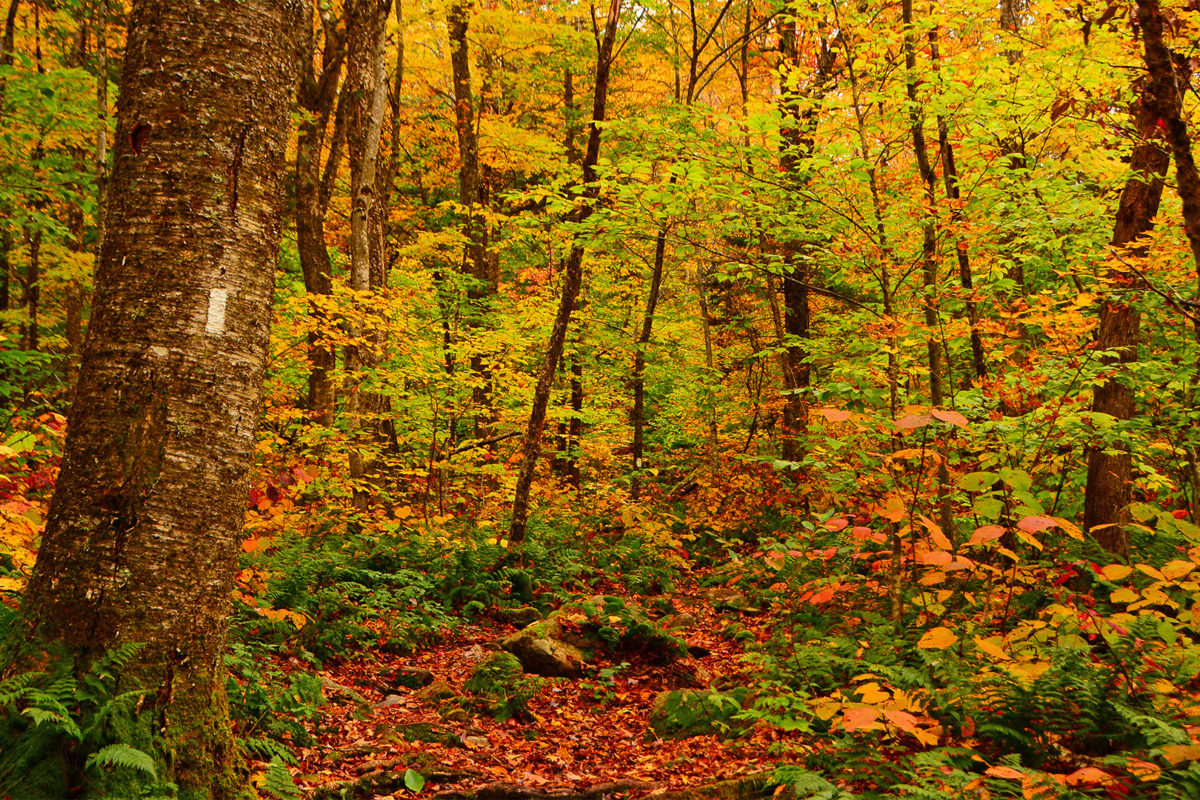 fall-birch-blaze fall-birch-blaze