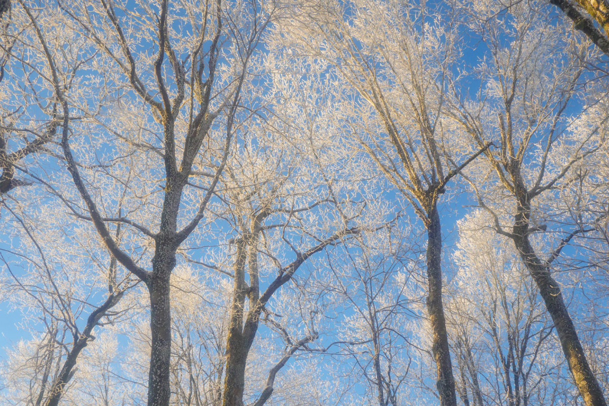 atc_rp18421_frosted-canopy-big-bald_lukas-chin-lpr atc_rp18421_frosted-canopy-big-bald_lukas-chin-lpr