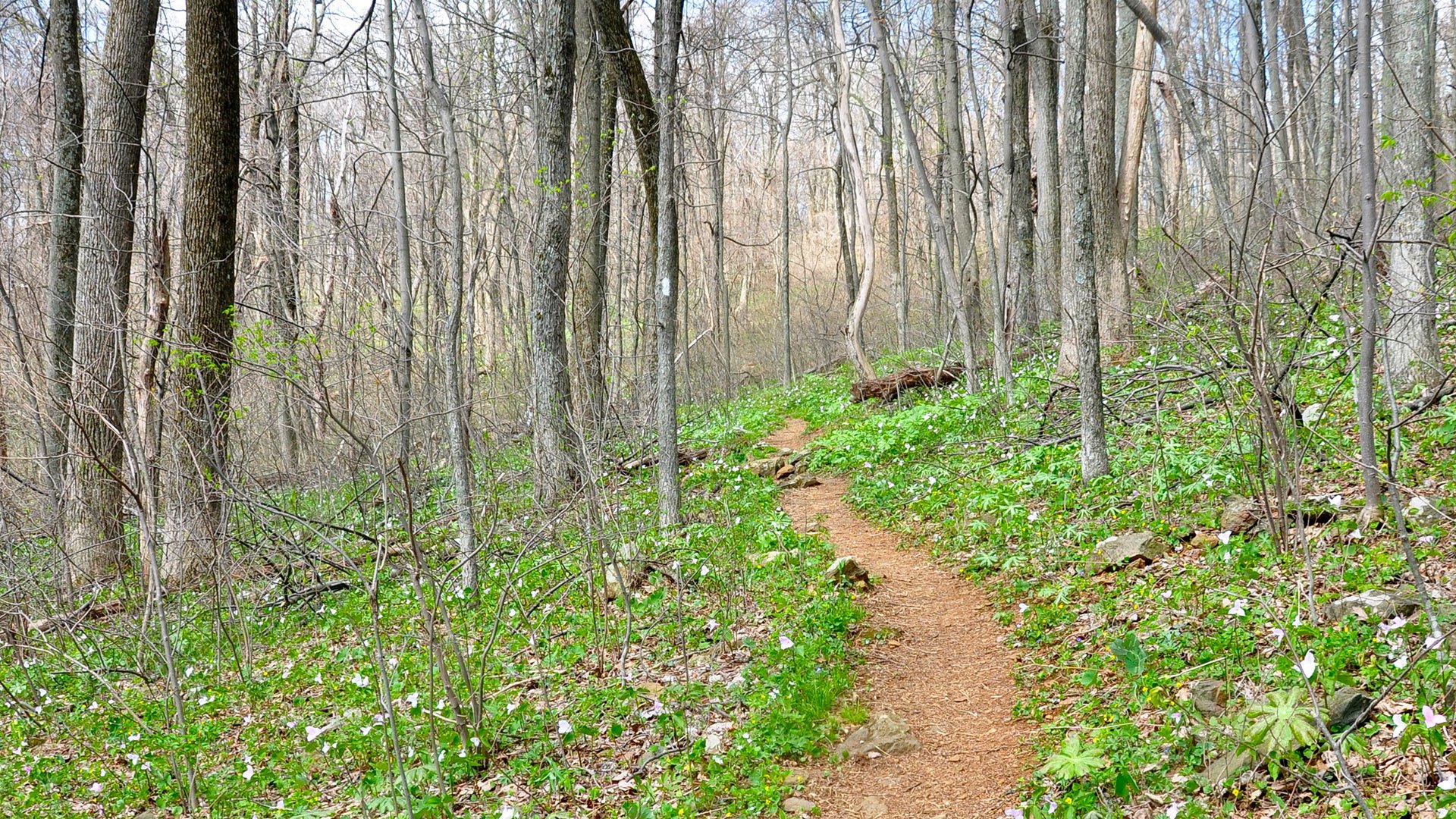 Trailway News: Stepping into Spring | Appalachian Trail Conservancy