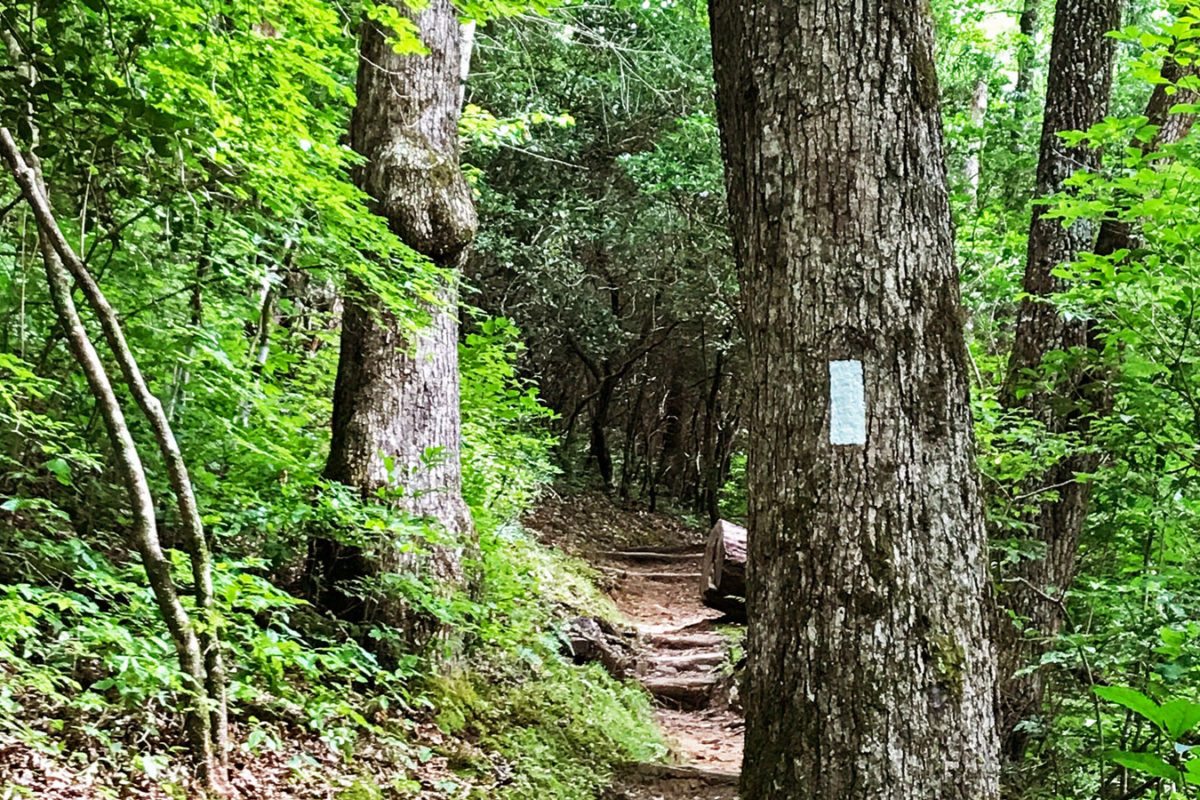 forest-path_nancy-henderson-3-cropped_web forest-path_nancy-henderson-3-cropped_web