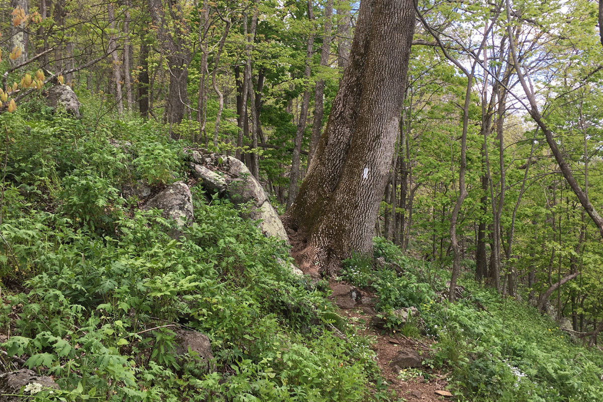 trailblozehill trailblozehill