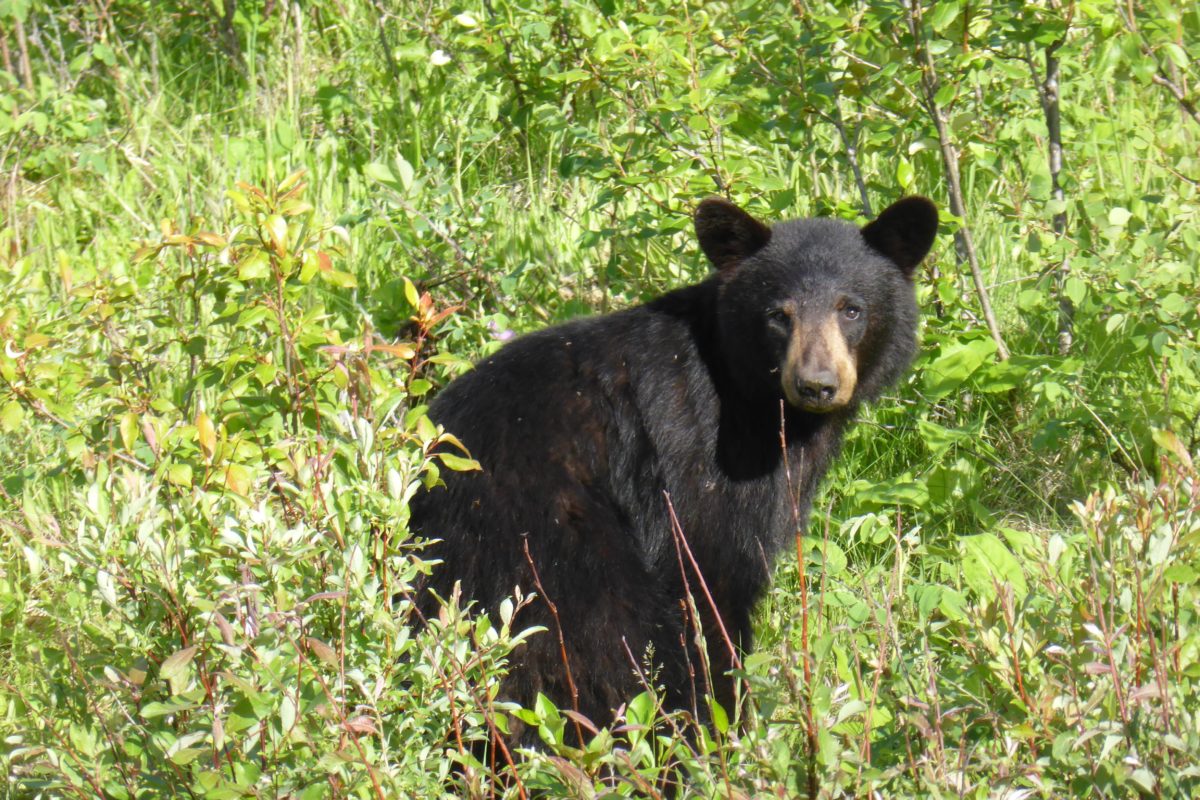 Black bear attacks on humans are rare but often begin as scuffles