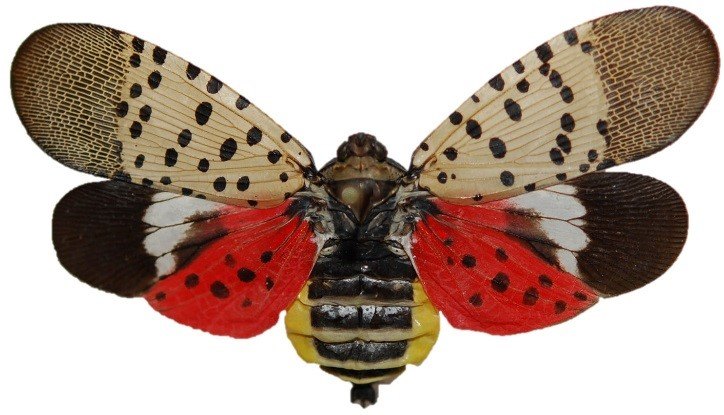 Spotted Lanternfly, Image courtesy of the Pennsylvania Department of Agriculture