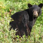 Black Bear looking back at the camera, wishing it had something yummy to eat.