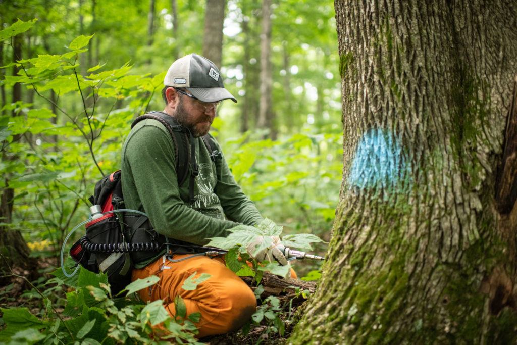 Ash tree protection is integral to a healthy Appalachian Trail ecosystem.