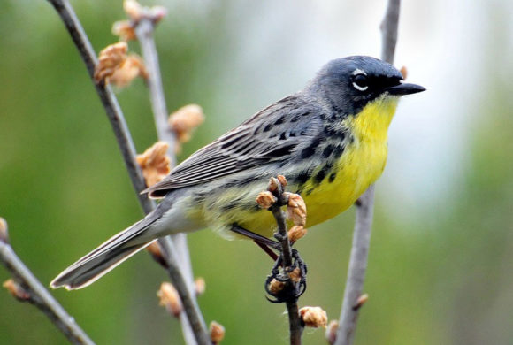 kirtlands_warbler_joel_trick_usfwsedit1920