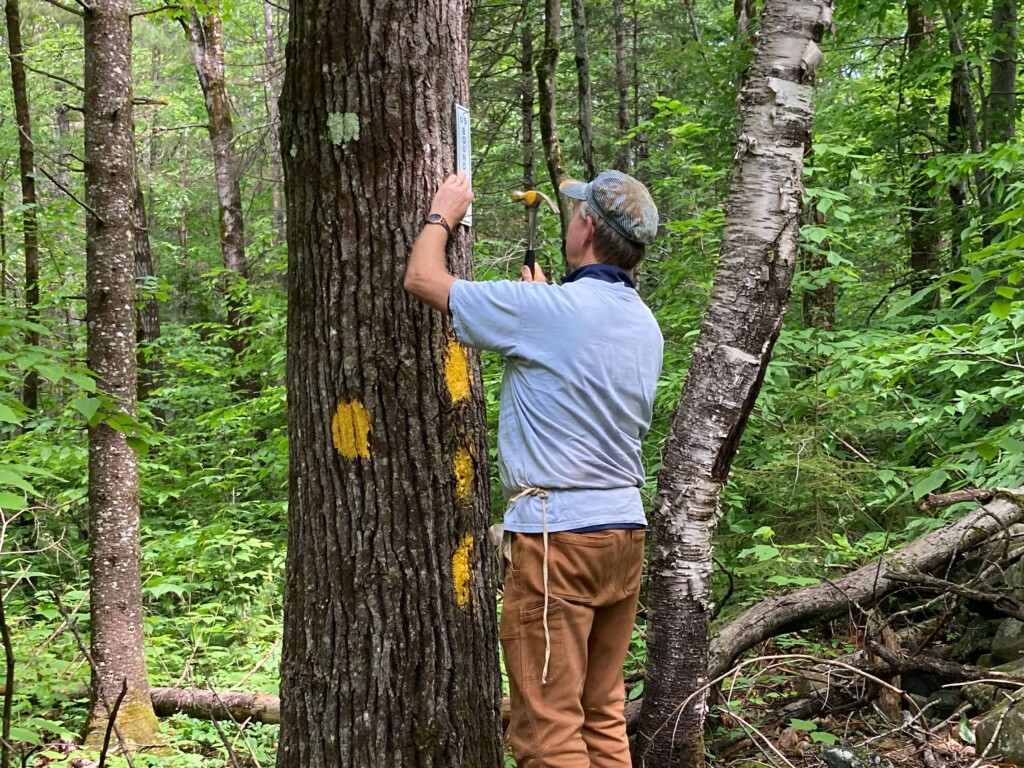 Vol-Bernie-Waugh-putting-up-a-boundary-sign-on-a-witness-tree