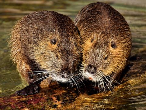 beavers-web-990000079e028a3c beavers-web-990000079e028a3c