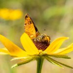 A metalmark butterfly perches on a wildflower growing near the Appalachian Trail in Connecticut. Photo by Horizonline Pictures