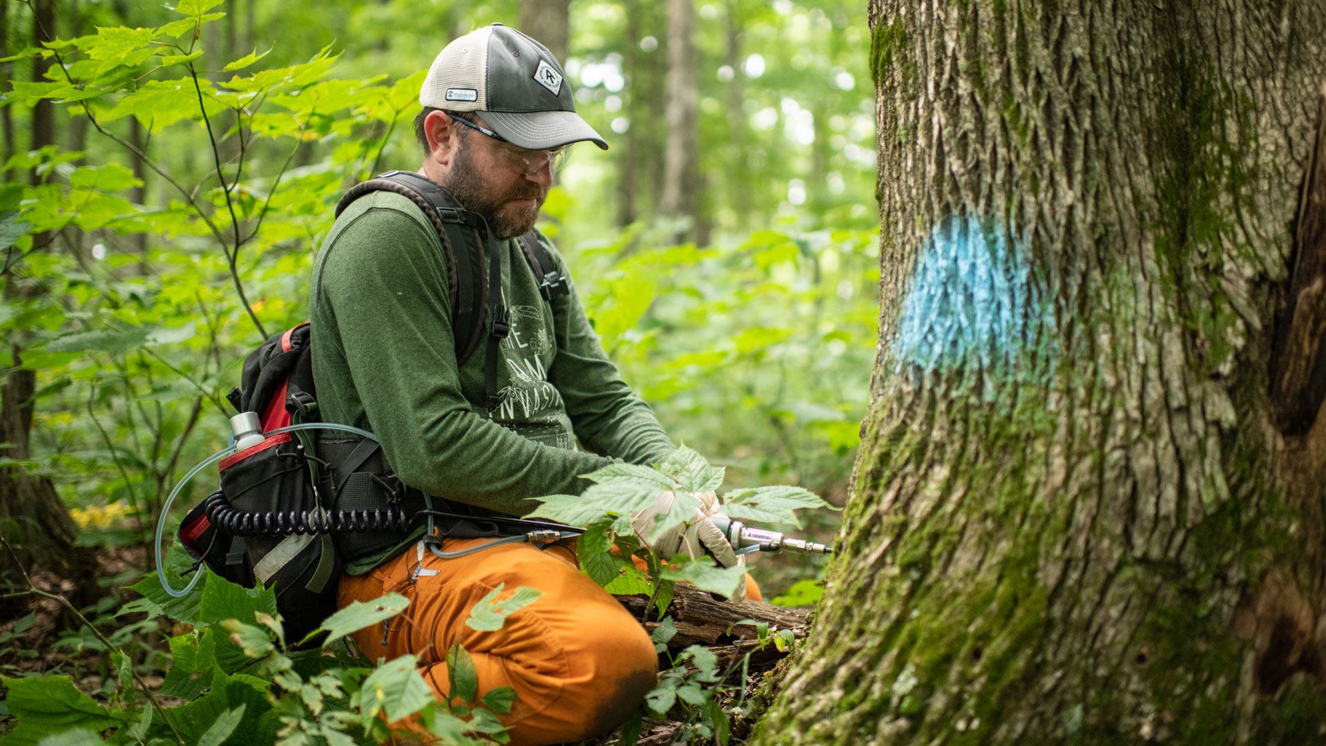 ATC staff member Matt Drury treats ash trees against the emerald ash borer. Photo by Chris Gallaway/Horizonline Pictures