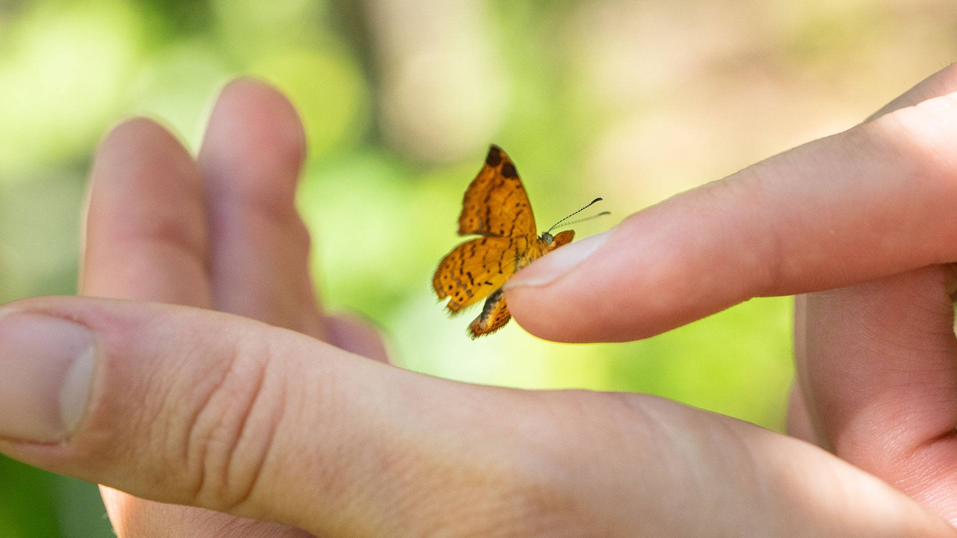 A metalmark butterfly rests on an ATC staff member's finger. Photo by Chris Gallaway/Horizonline Pictures