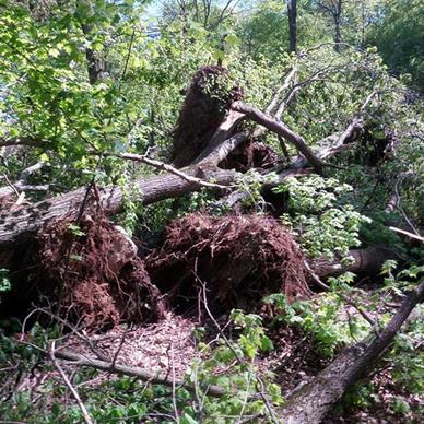 hazard-trees-email-990b6d0451028a3c hazard-trees-email-990b6d0451028a3c