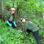 Volunteers work together to remove the invasive plant Asiatic bittersweet from the Trail