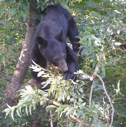 bear-email-2 bear-email-2