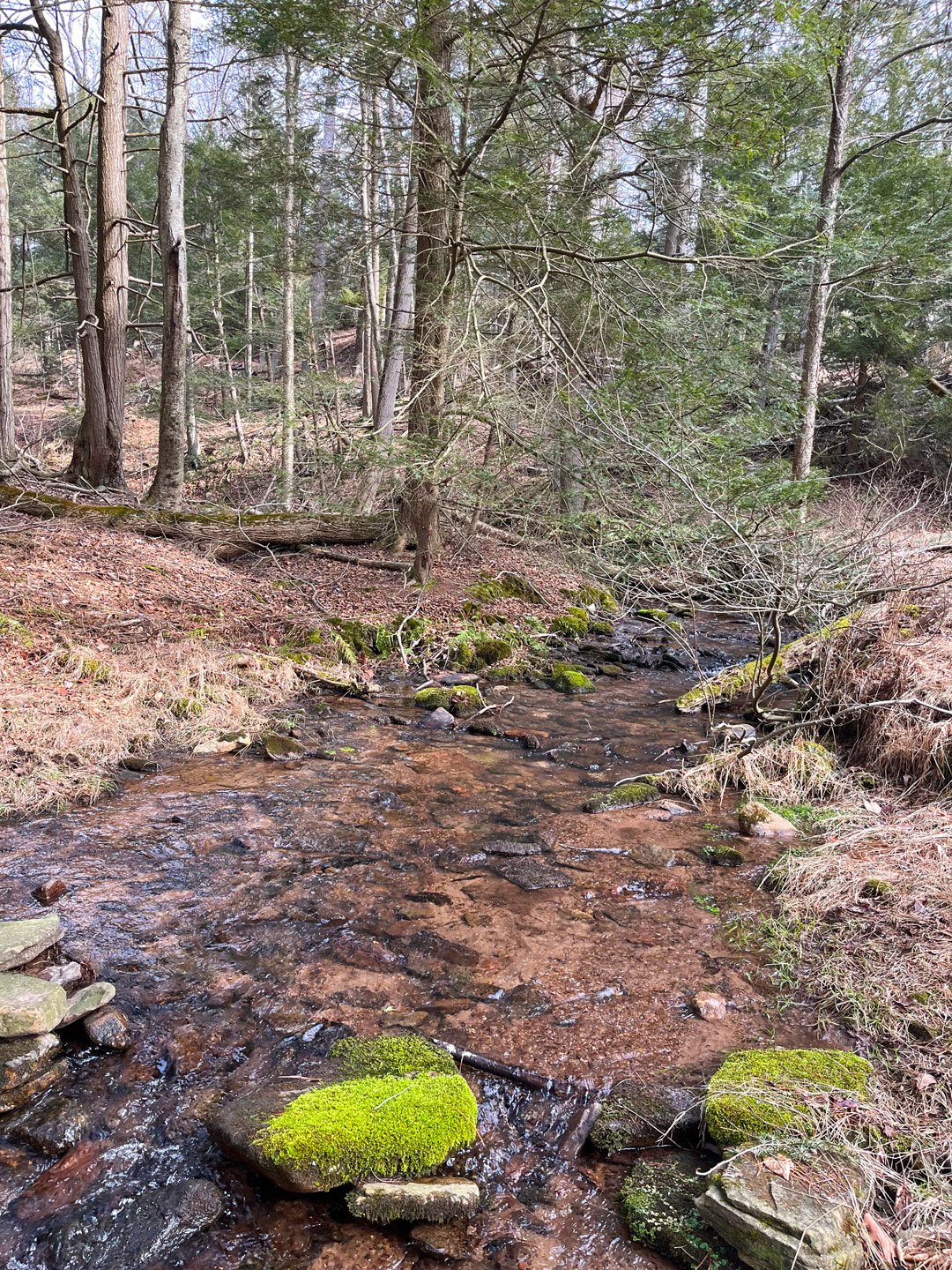 Berks Nature Pine Creek Headwaters Project. Photo courtesy of Berks Nature