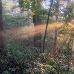 Light streaming through the Green Tunnel near Gooch Gap. Photo by Jason Bushnell