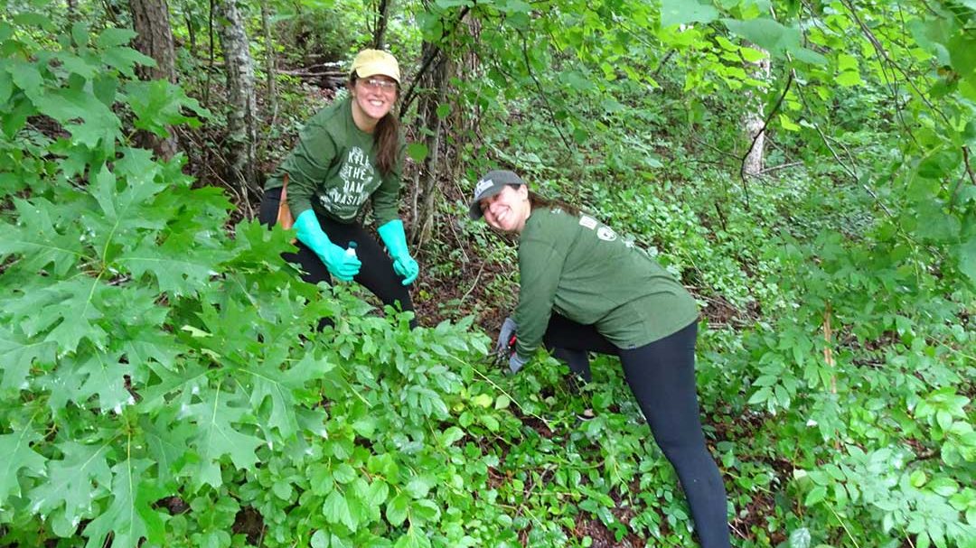 Volunteers work together to remove the invasive plant Asiatic bittersweet from the Trail
