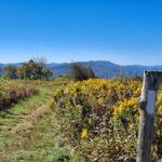 A hiker stands on a path with a white blaze. Along the Trail, goldenrod blooms.