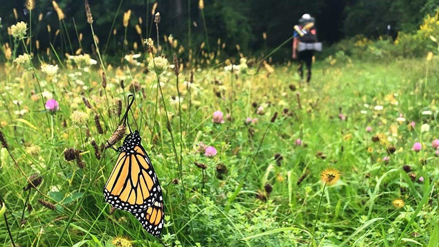 A butterfly rests on a flower in the foreground while a hiker walks in the background