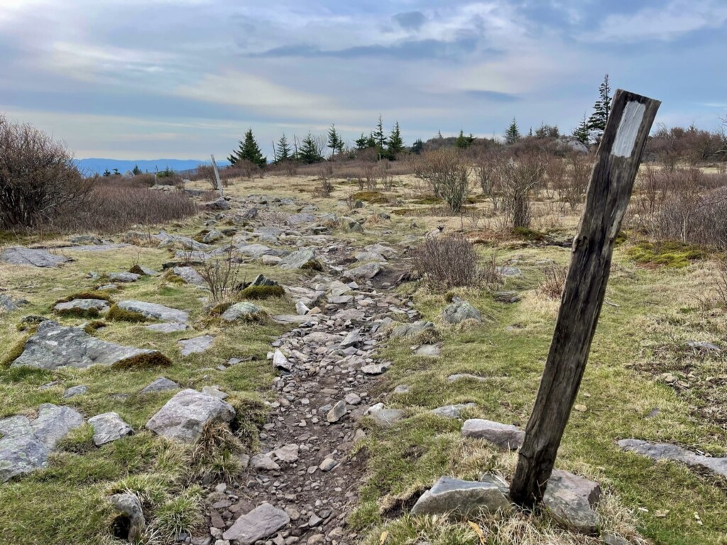 You can upload up to five files per submission (note: each file must be under 50 mb in size).: 0452DD1A-5281-4E09-B63B-23469D36561E