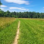 Dirt path through a green field