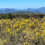 Man walks beside yellow flowers with blue mountain ridge in the background