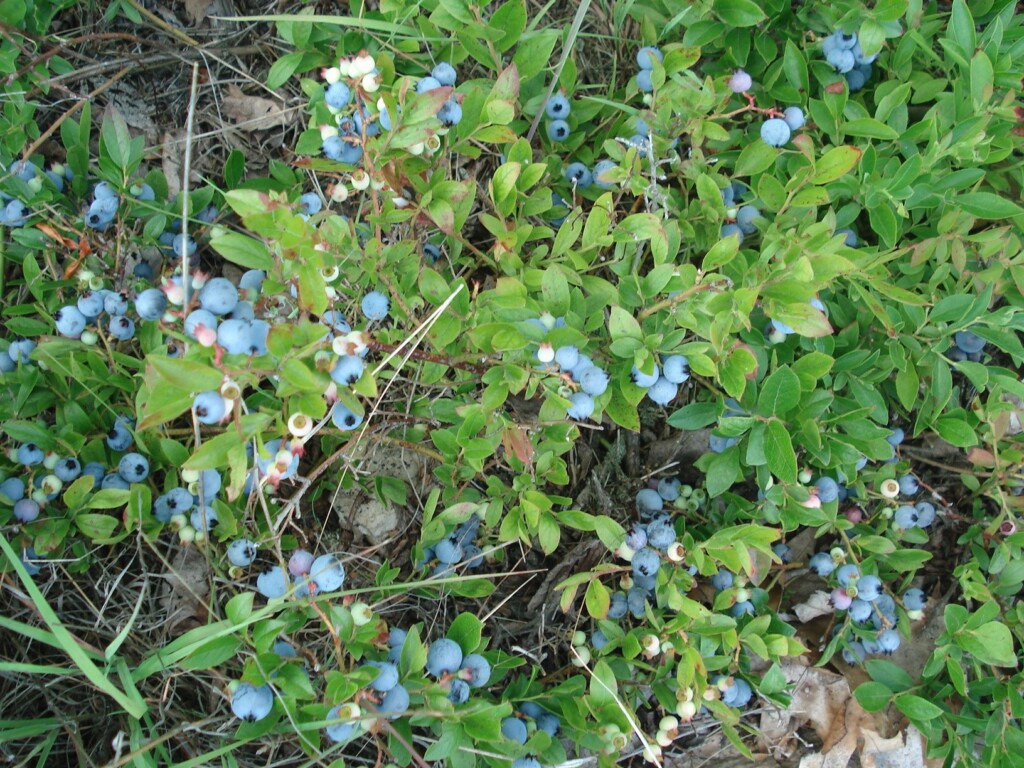 You can upload up to five files per submission (note: each file must be under 50 mb in size).: DSC03417