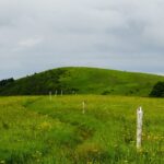White blaze on a post in a field of yellow wildflowers