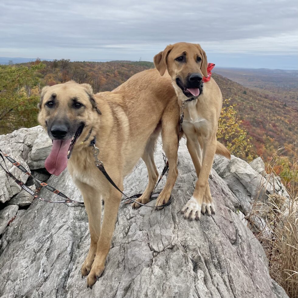 Two leashed shepherd dogs standing on a overlook near Little Gap, fall foliage in the background