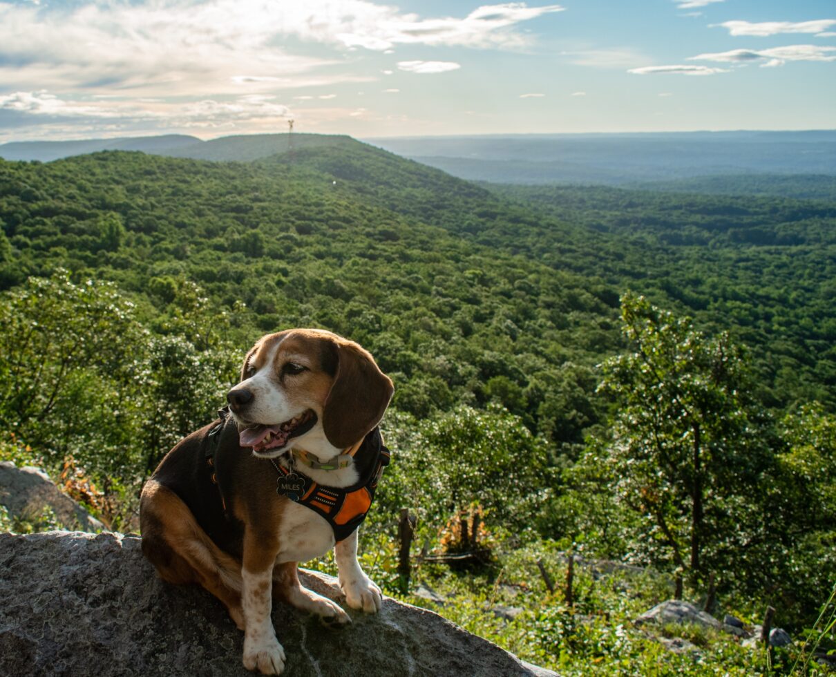 Hiking with a Dog on the Appalachian Trail - Appalachian Trail Conservancy