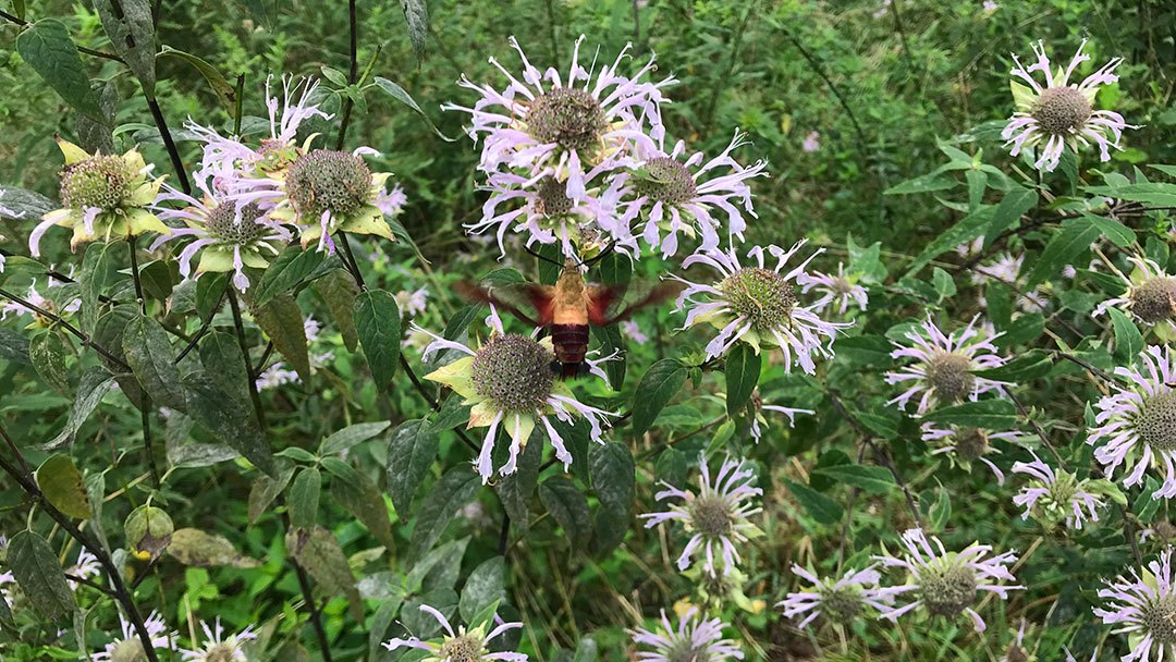 Official Blog | Appalachian Trail Conservancy