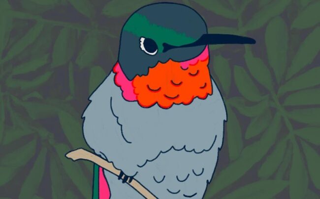Digital drawing of Ruby-throated Hummingbird