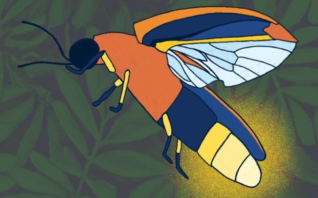 Digital drawing of Lightning Bug