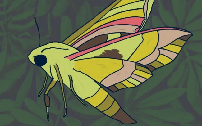 Digital drawing of pandora sphinx moth
