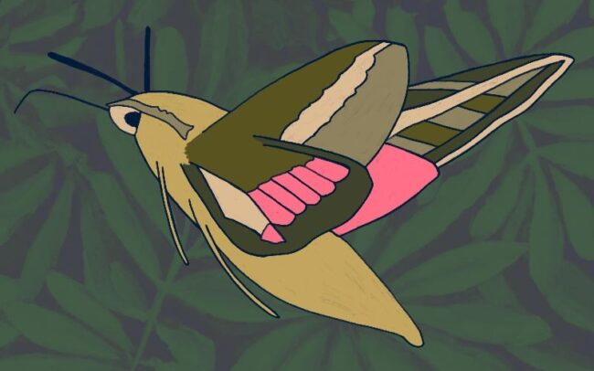 Digital drawing of a white-lined sphinx