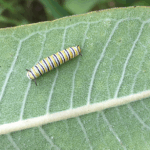 A monarch caterpillar crawls across a leaf
