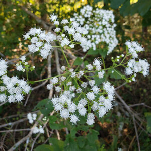 Cluster of small white flowers
