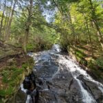 River with small rapids in forest