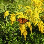 Yellow flowers with butterfly