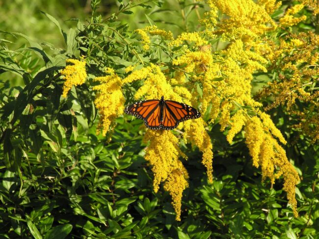 Yellow flowers with butterfly