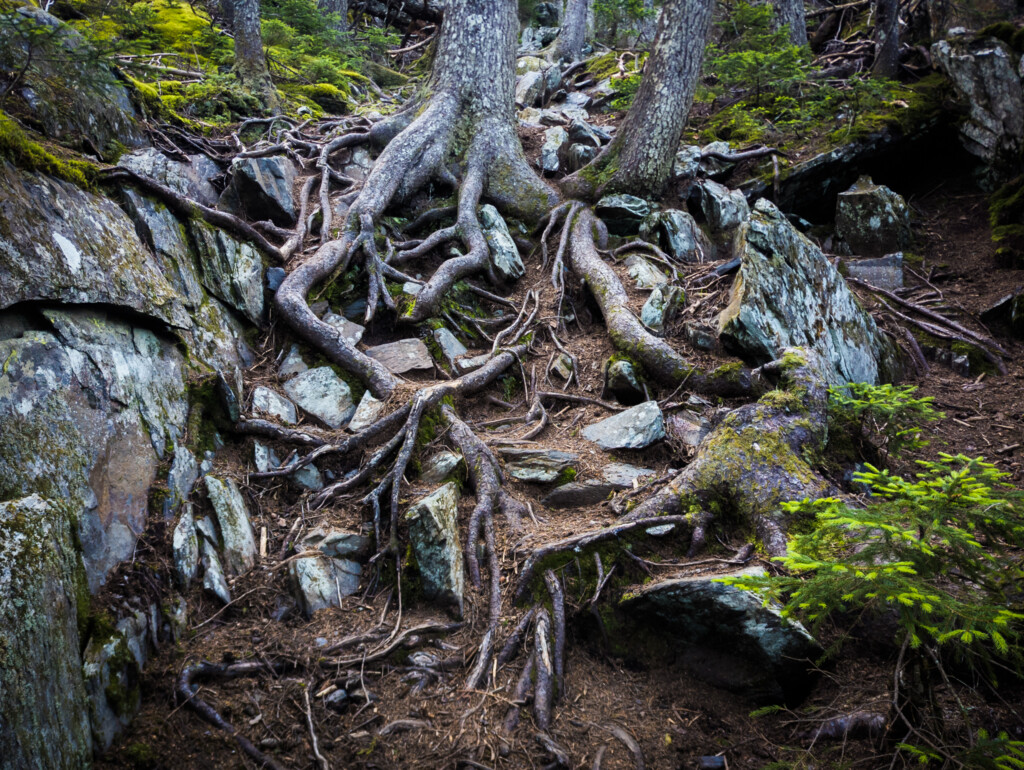 You can upload up to five files per submission (note: each file must be under 50 mb in size).: dickie_ATmaine-006