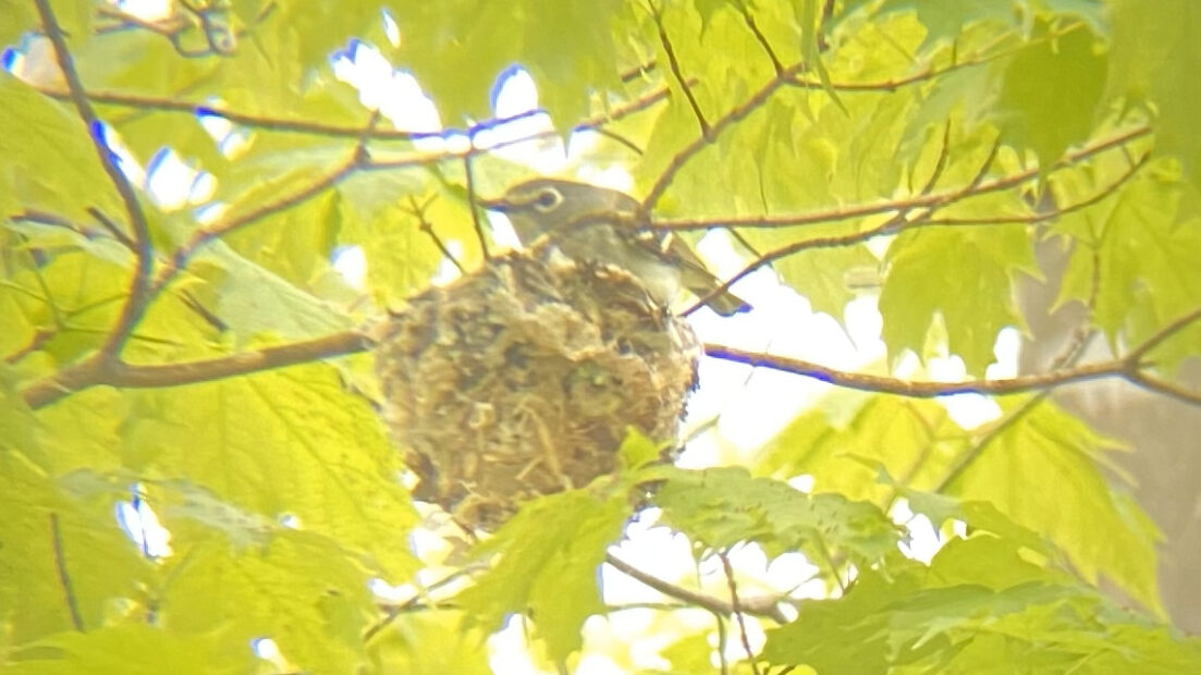 Birding on the Appalachian Trail - Appalachian Trail Conservancy