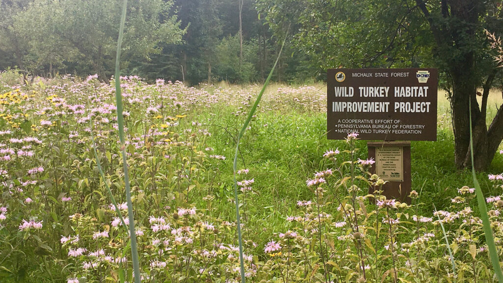 A field of wildflowers with a sign about how the area is being managed for wild turkey habitat.