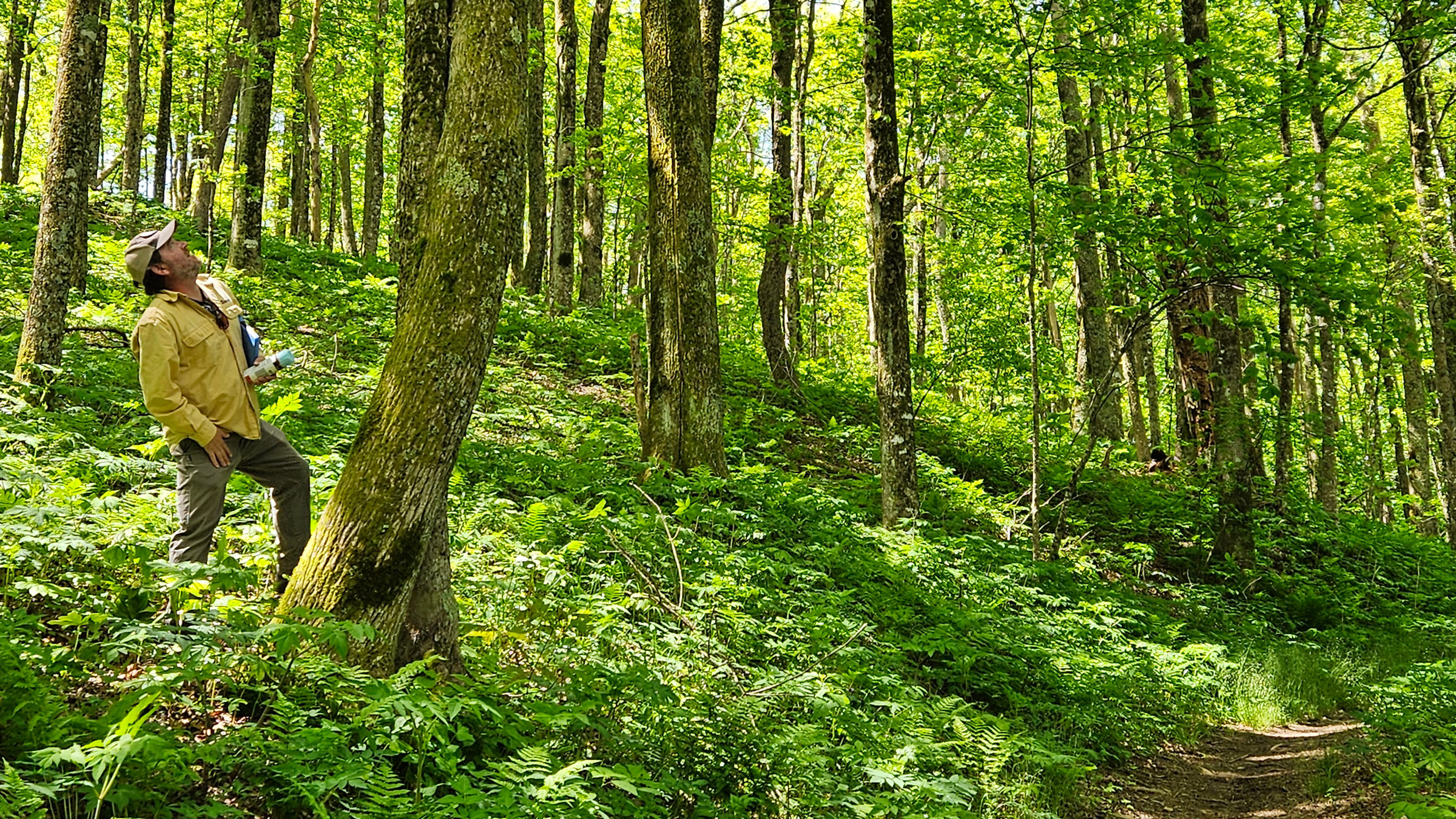 Safeguarding the Appalachian Trail's Ash Trees