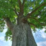 Safeguarding the Appalachian Trail's Ash Trees