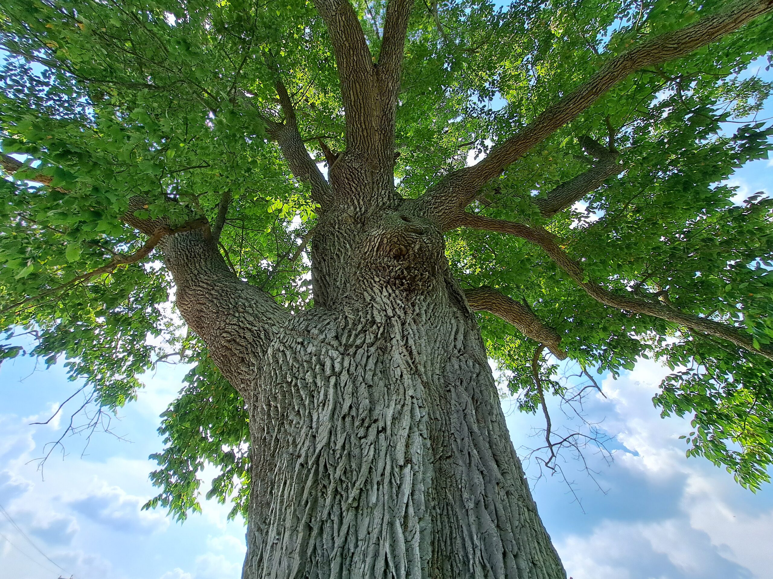 Safeguarding the Appalachian Trail's Ash Trees