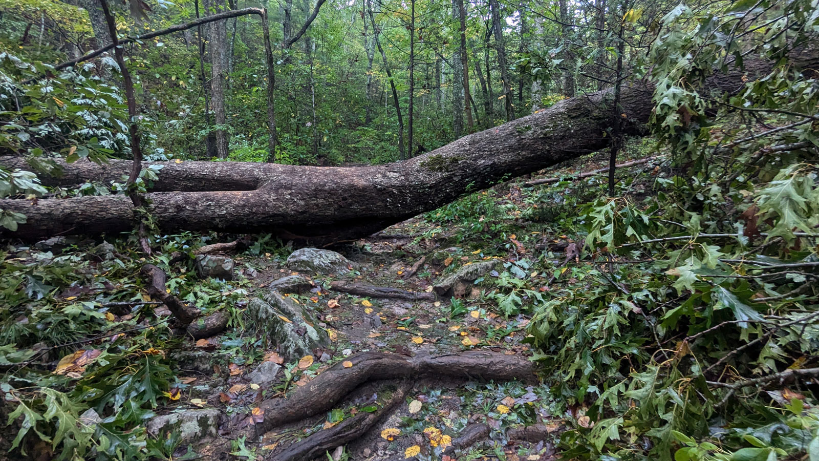 Hurricane Helene damage to the A.T., photo by Suzanne Neal