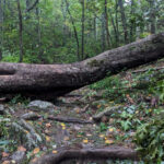 A.T. damage caused by Hurricane Helene