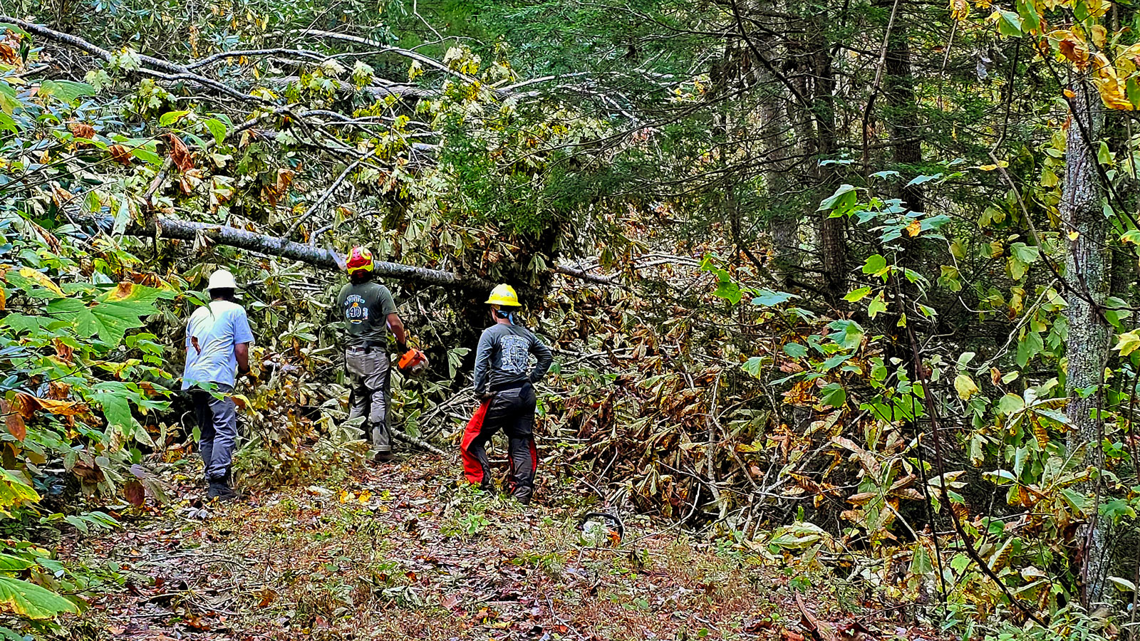 ATC employees using a pole saw to clear a blowdown; photo by Virginia Mooney